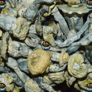 ANUBIS MUSHROOMS