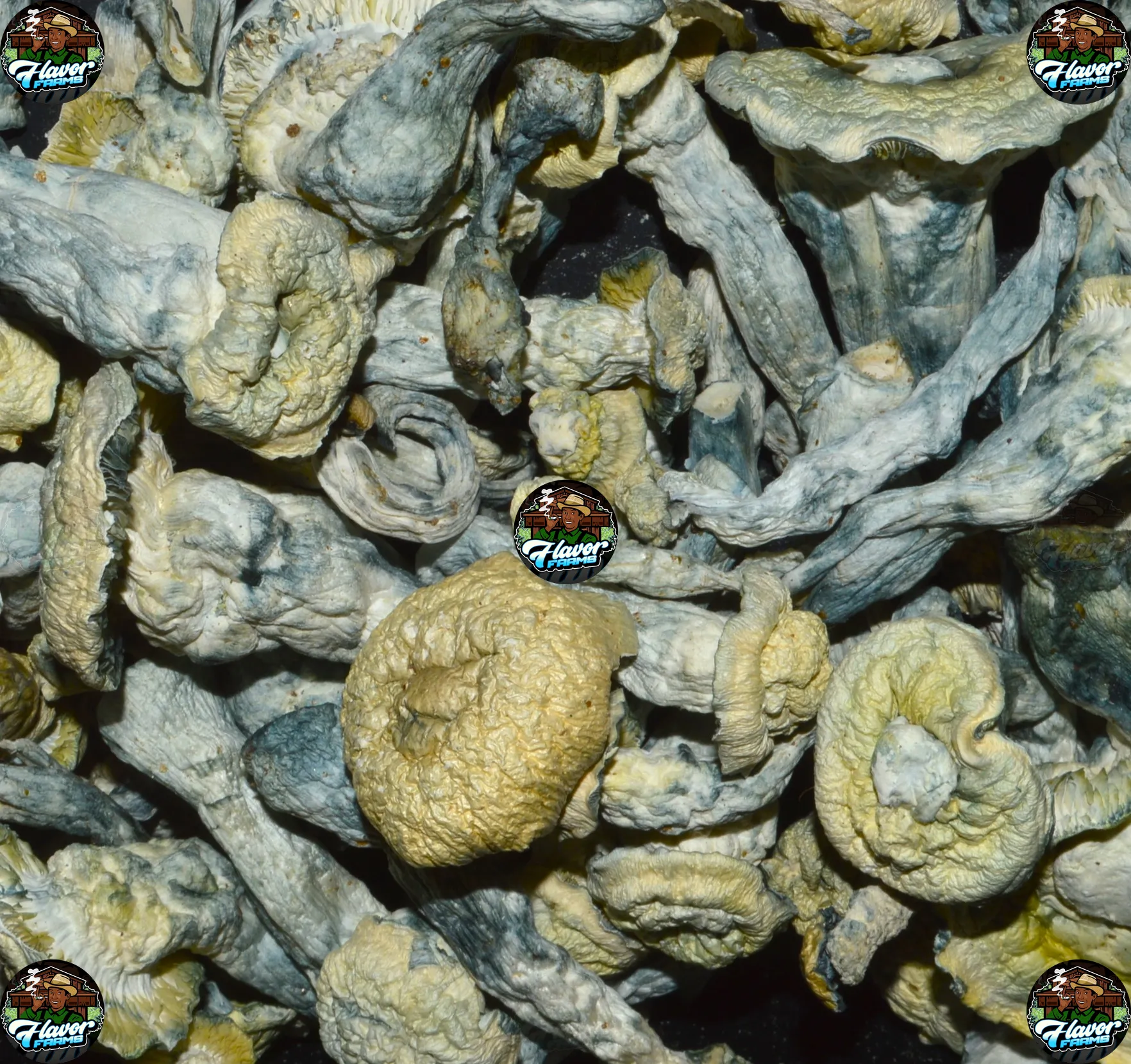 ANUBIS MUSHROOMS
