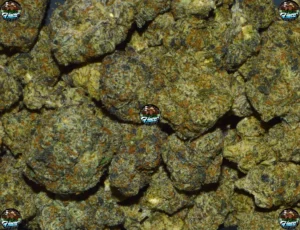 BIG TOAD CANNABIS STRAIN