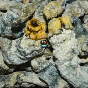 GALACTIC GORILLA MUSHROOMS