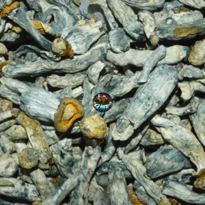 GREEN TOQUE MUSHROOMS