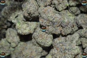 Gas Cream Cake Cannabis Strain