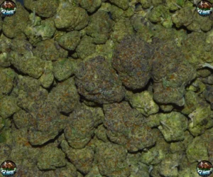 HYPER ZA Cannabis strain