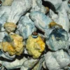 PROJECT BLUE MUSHROOMS