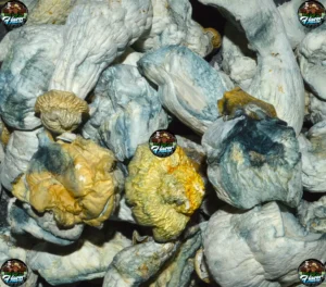 PROJECT BLUE MUSHROOMS