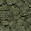 SHARKLOTTI Cannabis strain