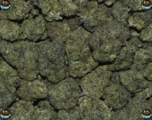 SHARKLOTTI Cannabis strain