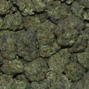 SHARKLOTTI Cannabis strain